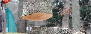 Best Tree Trimming and Pruning  in Kermit, TX
