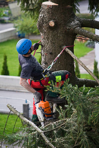 Professional Tree Removal in Kermit, TX