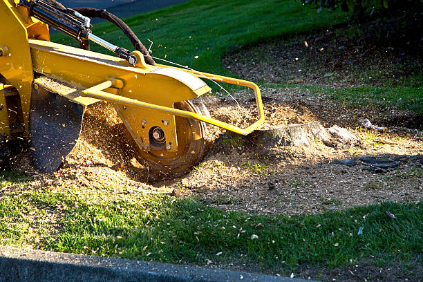 Best Organic Lawn Care Solutions  in Kermit, TX