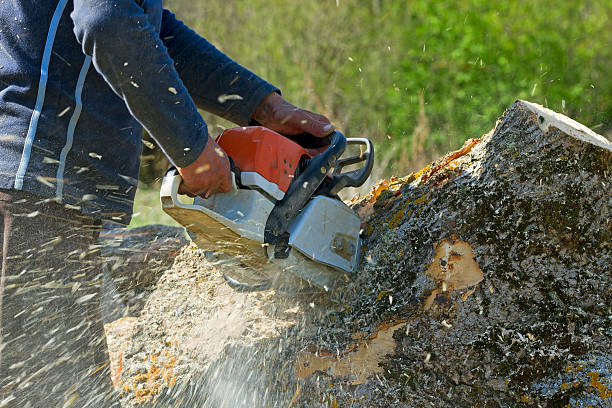 Best Tree Maintenance Programs  in Kermit, TX