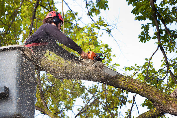 Best Tree Disease Treatment  in Kermit, TX